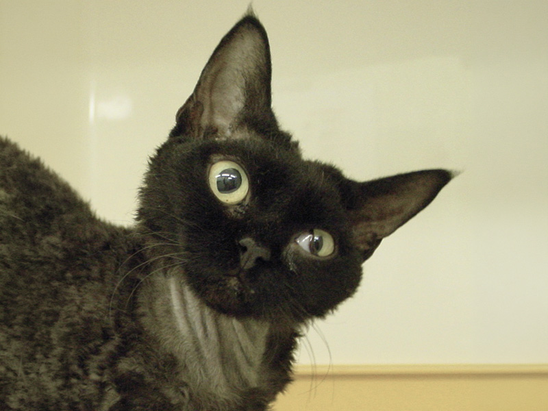 Head to tail feline CPD for practitioners: Course 1 - The Head  